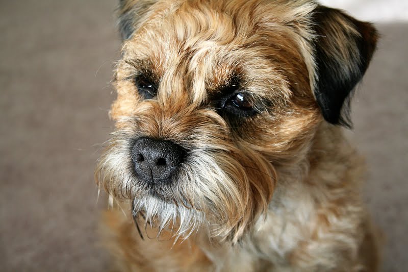 Benji The Dog Breed Dog Breeds