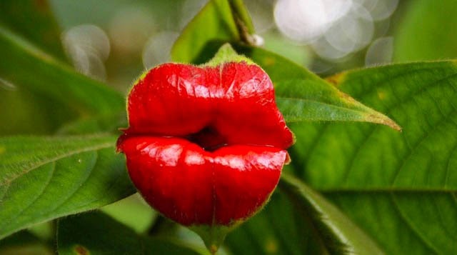 Psychotria Elata labios de Hooker planta besable