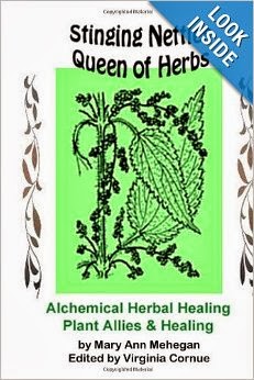 Stinging Nettles Queen of Herbs