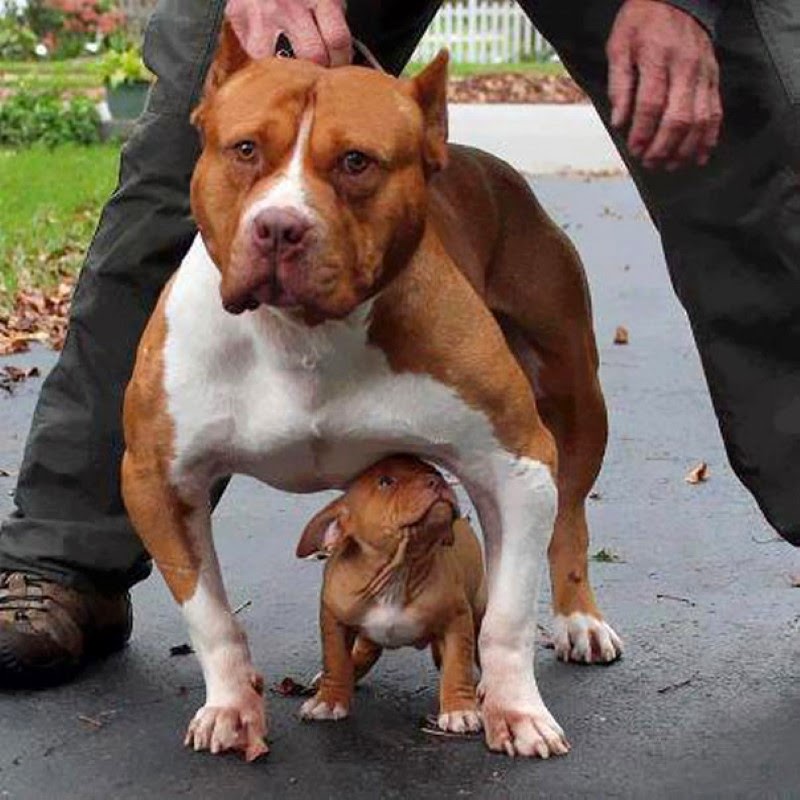 14. A dog keeping guard of its much smaller puppy. - 30 Animals With Their Adorable Mini-Me Counterparts