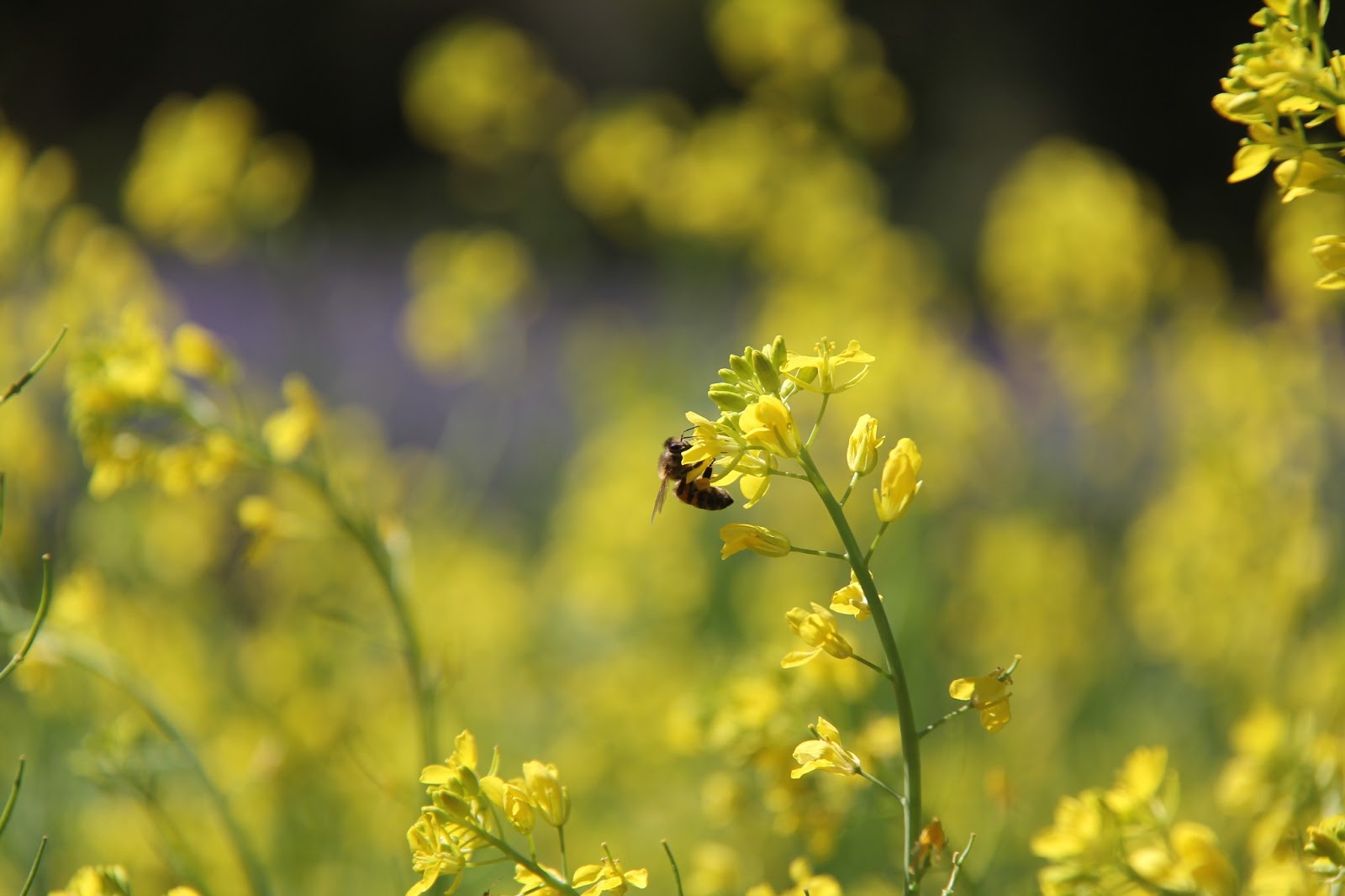 EATspeak Mount Tomah Botanical Gardens