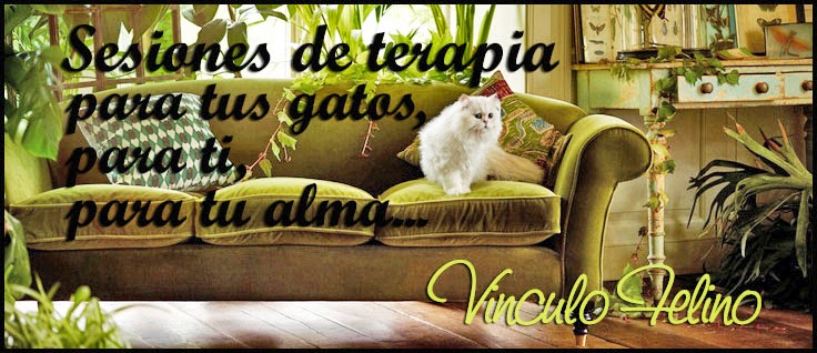 Vinculo Felino