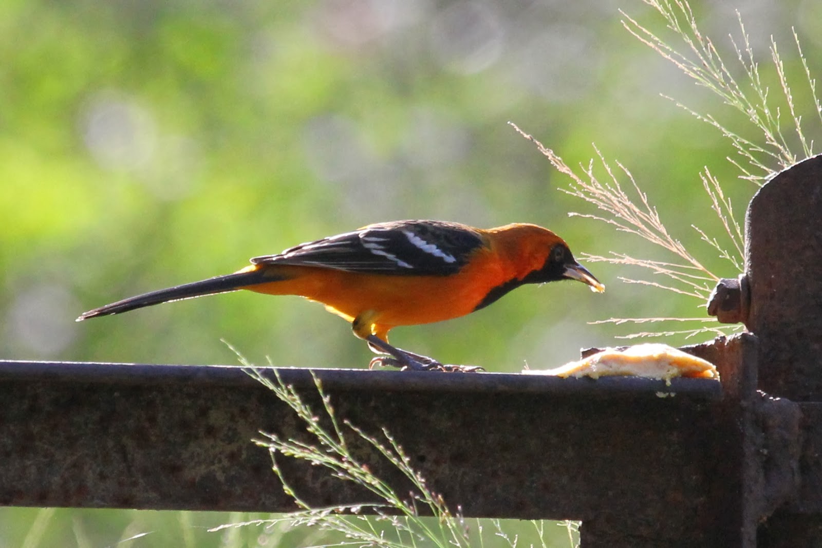 Rio Grande Valley Day 7 Go West rio grande valley day 7 go west