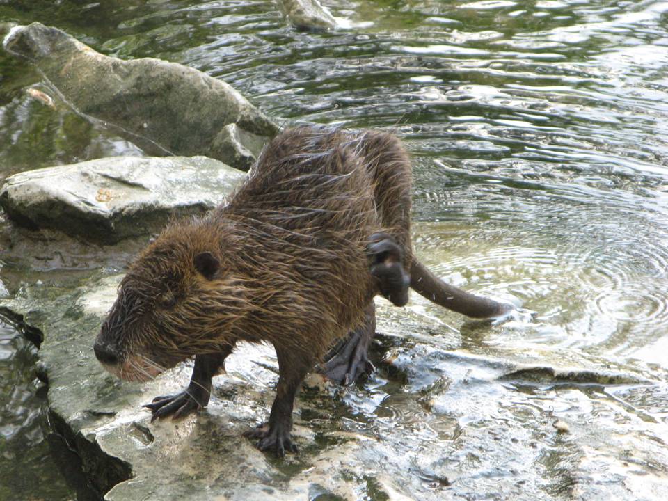 Austin, Texas Daily Photo Nutria