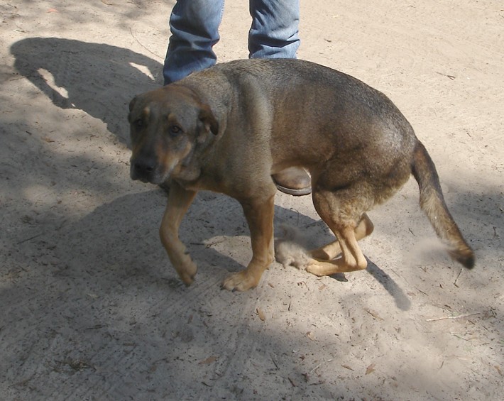 Blue Starr Gallery Junkyard Dog