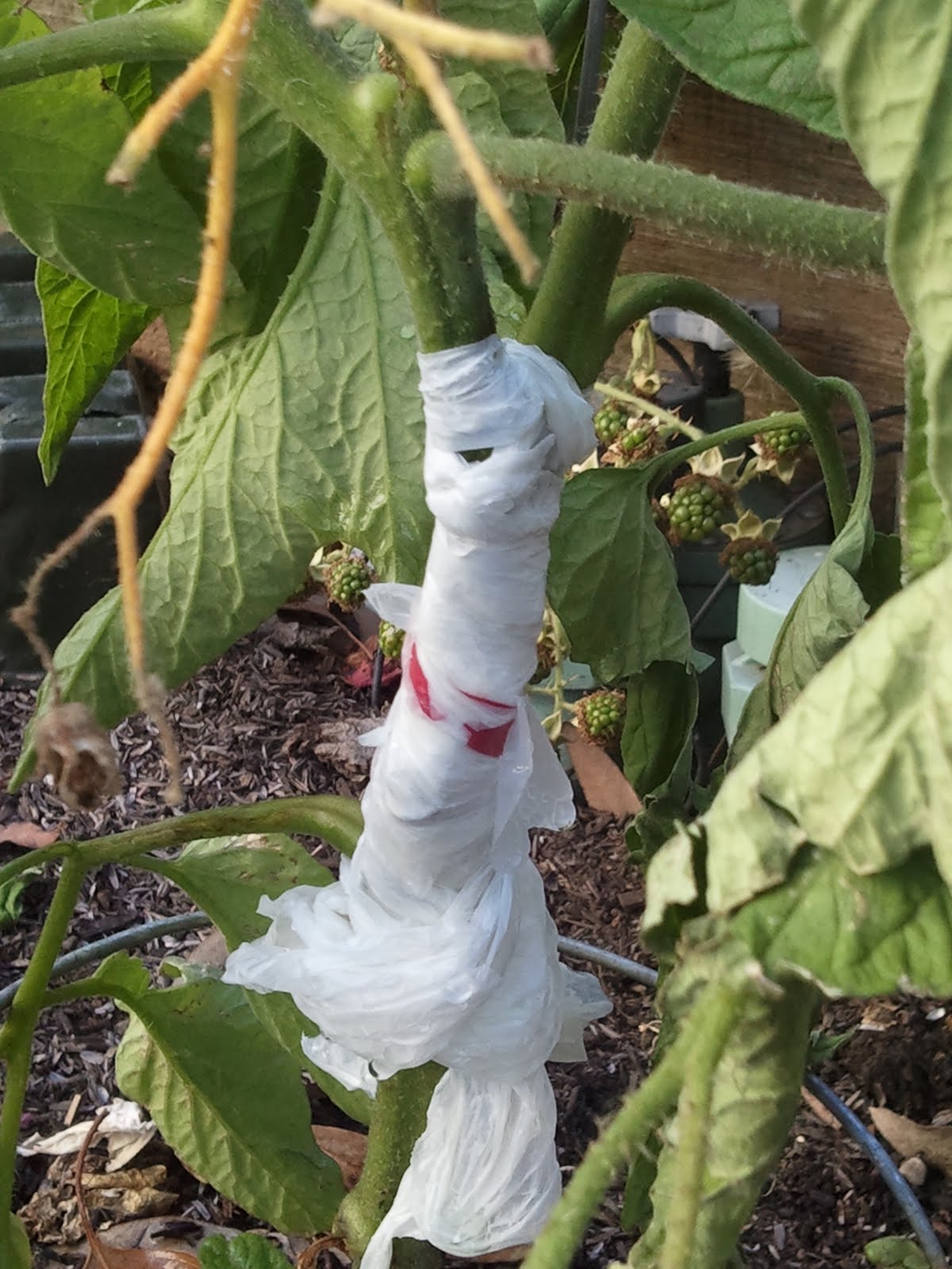 Apt Garden Tomato Stem Split in Half