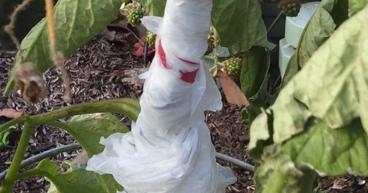 Apt Garden Tomato Stem Split in Half