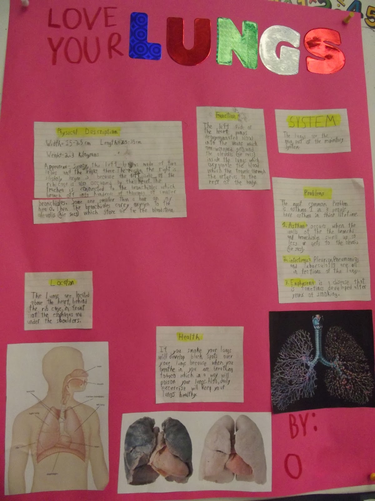 Room 13: Organs of the Human Body Science Projects - Grade 5