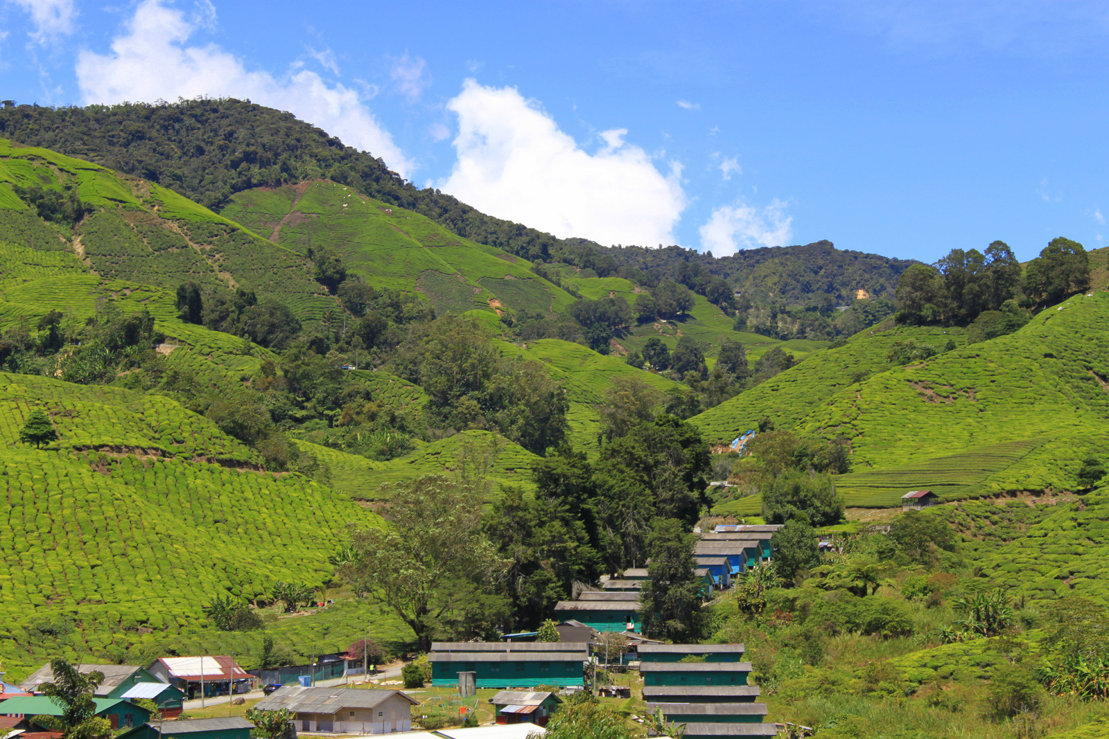 Cameron Highlands - Plantation de thé