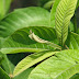 Cara Mengobati Demam Berdarah Dengan Daun Jambu Biji thumbnail