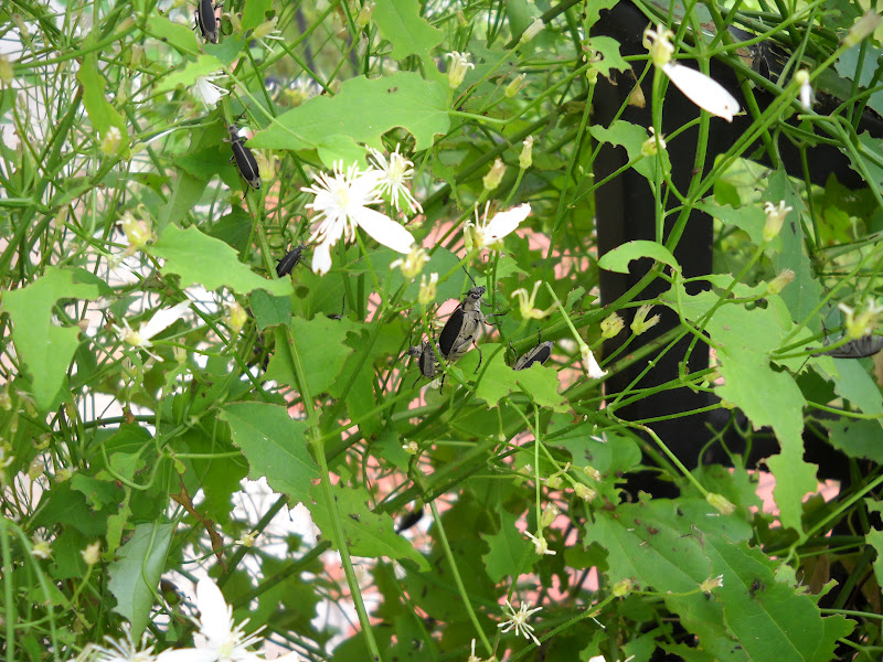 Gold Hill Plant Farm Clematis Bugs