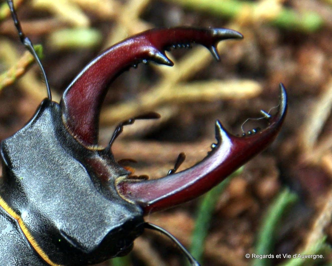Regards et Vie d'Auvergne, le blog. Un drôle de visiteur dans mon