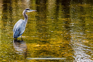 Great Blue Heron in the wild, photographed by Chris Gardiner wildlife photographer in Kelowna, BC.