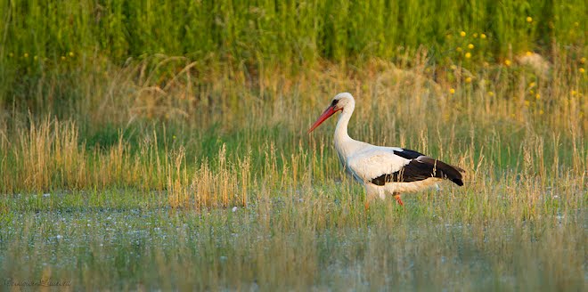 cigogne blanche