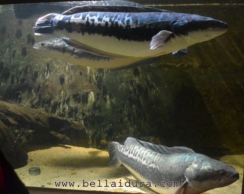 Tempat Menarik Di ZOO Negara Aquarium BELLA IDURA