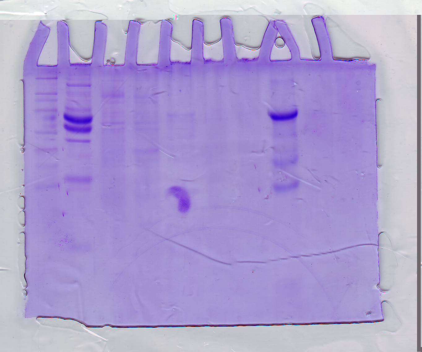 Sds+page+gel+electrophoresis+procedure