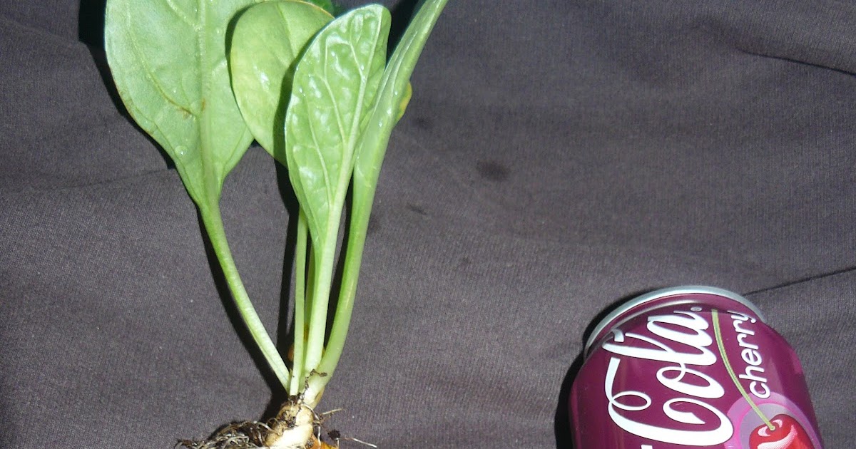 Mandrake plants Live Mandrake Plants for sale