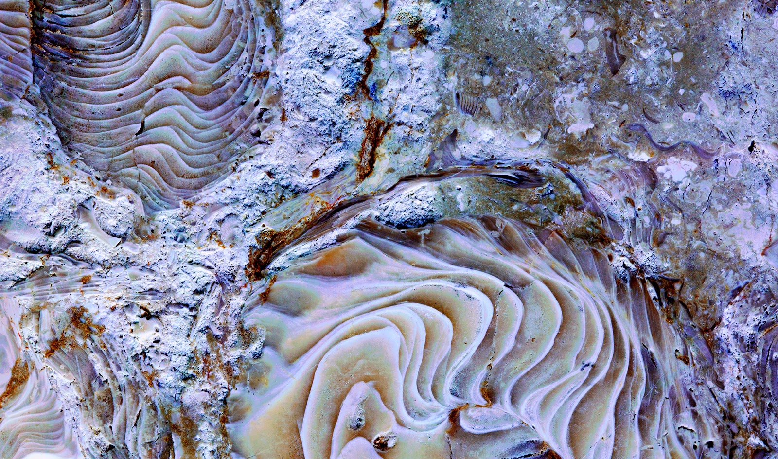 Zoë Design: Day 13 ~ WALLPAPER-A-DAY &ldquo;Fossilized Coral Stone&rdquo;