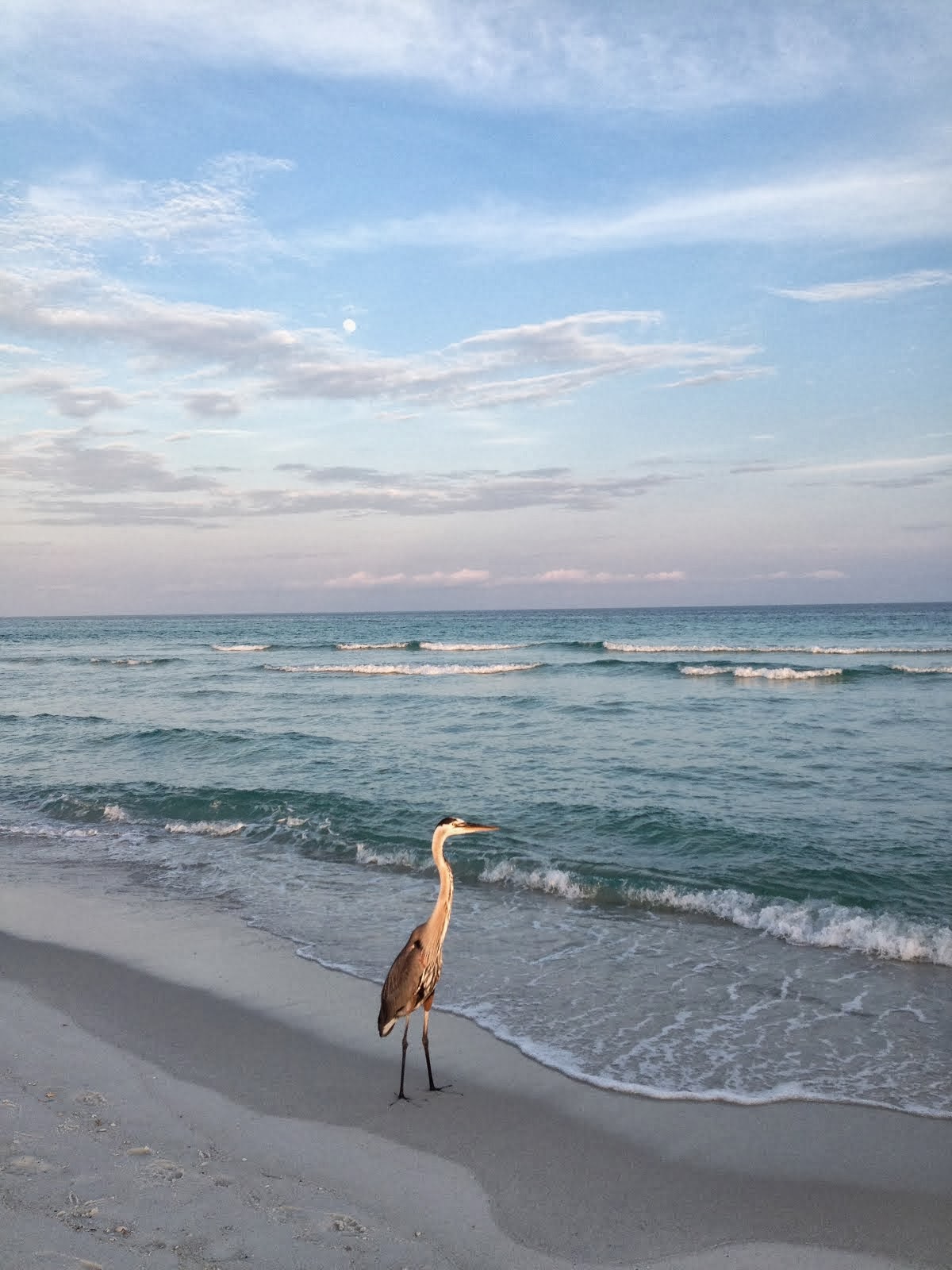 HERON SUNSET