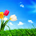 Wallpaper Desktop