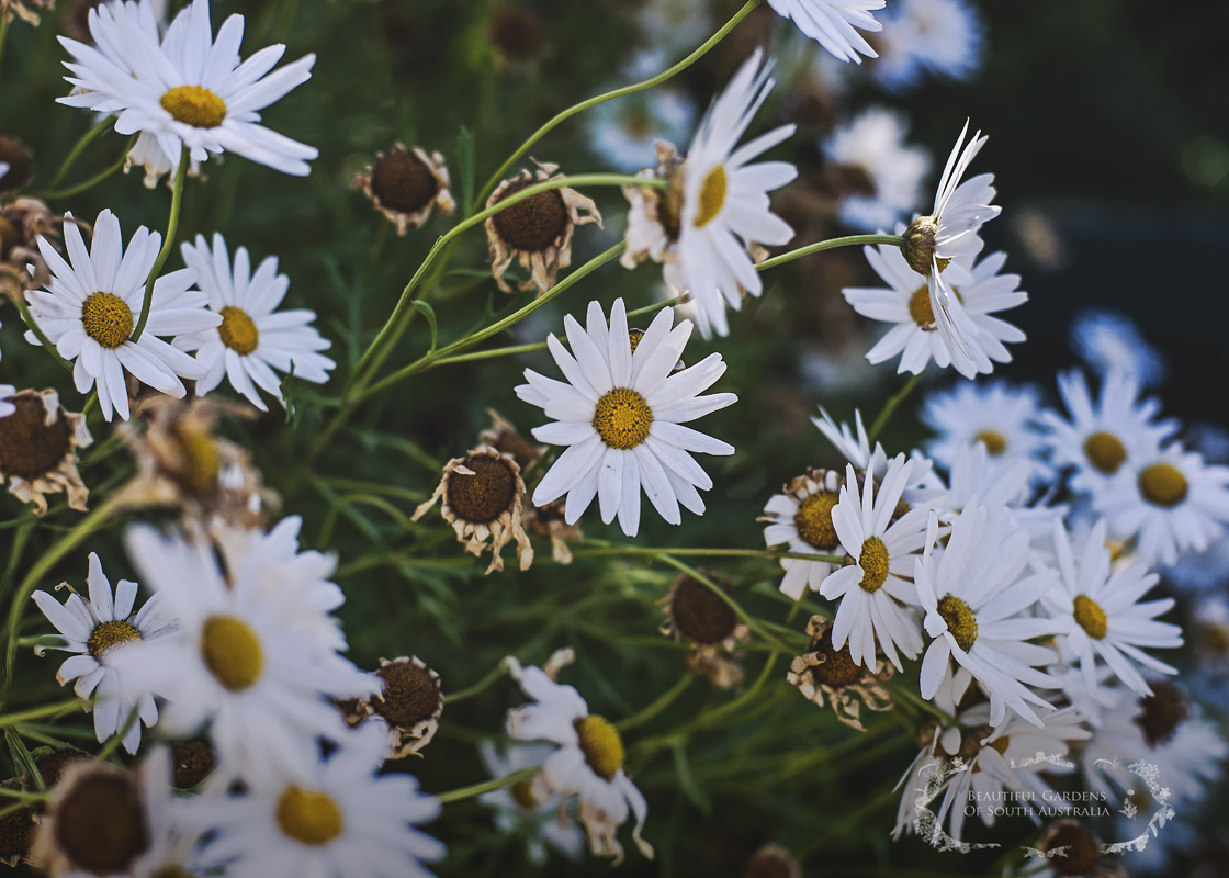 Beautiful Gardens of South Australia Marguerite Daisy ( Argyranthemum )