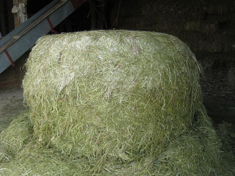 Happily married...to the cows! Feeding the Rye Grass...