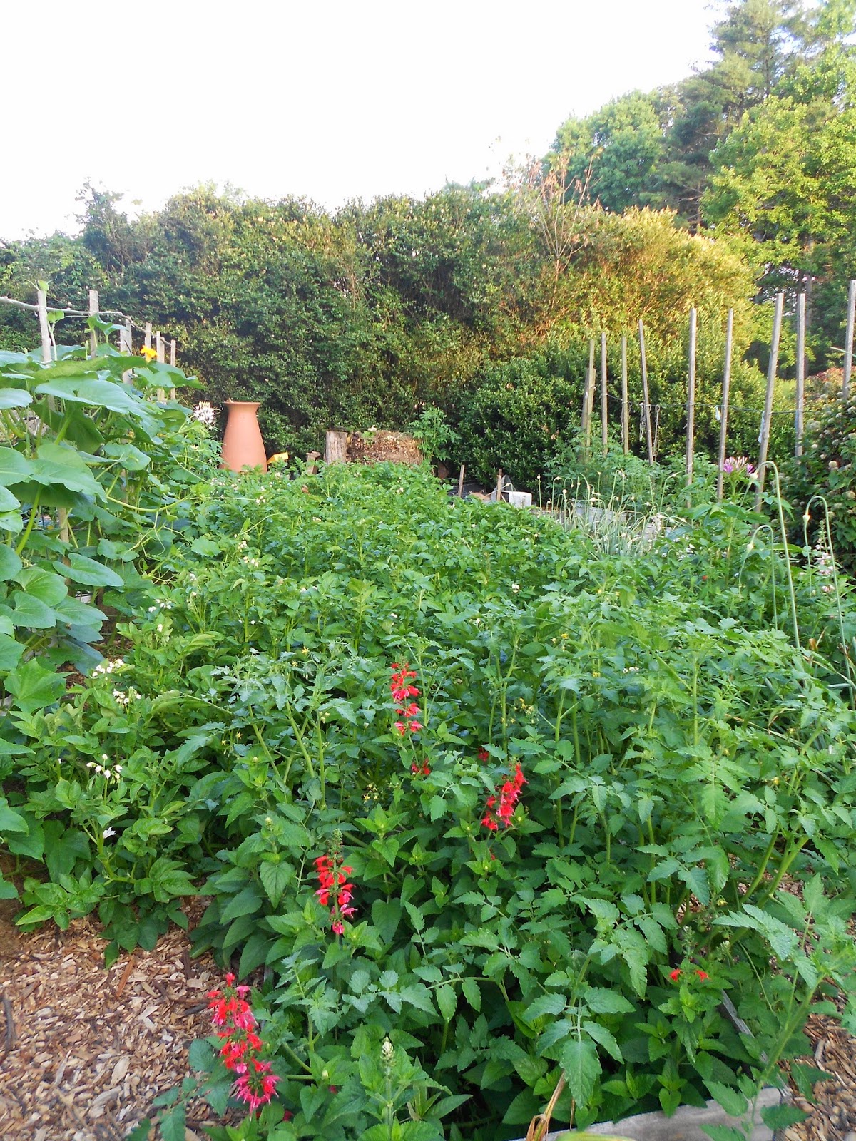 From Seed to Scrumptious Squash Trellis in Early July