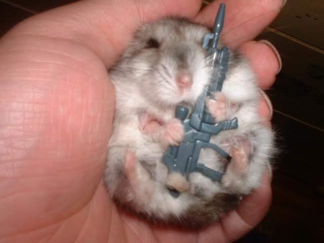 http://2.bp.blogspot.com/-olP6uqkRtAY/T4f4Q-a9jYI/AAAAAAAAB5M/Y3MFTgppRFw/s1600/hamster_machine_gun.jpg