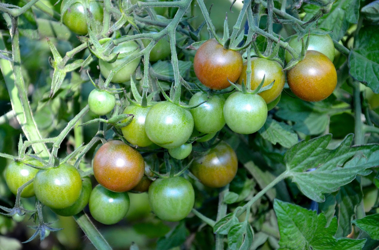 Southwest Edmonton Farmers' Market Recipe Roasted Heirloom Tomato Soup