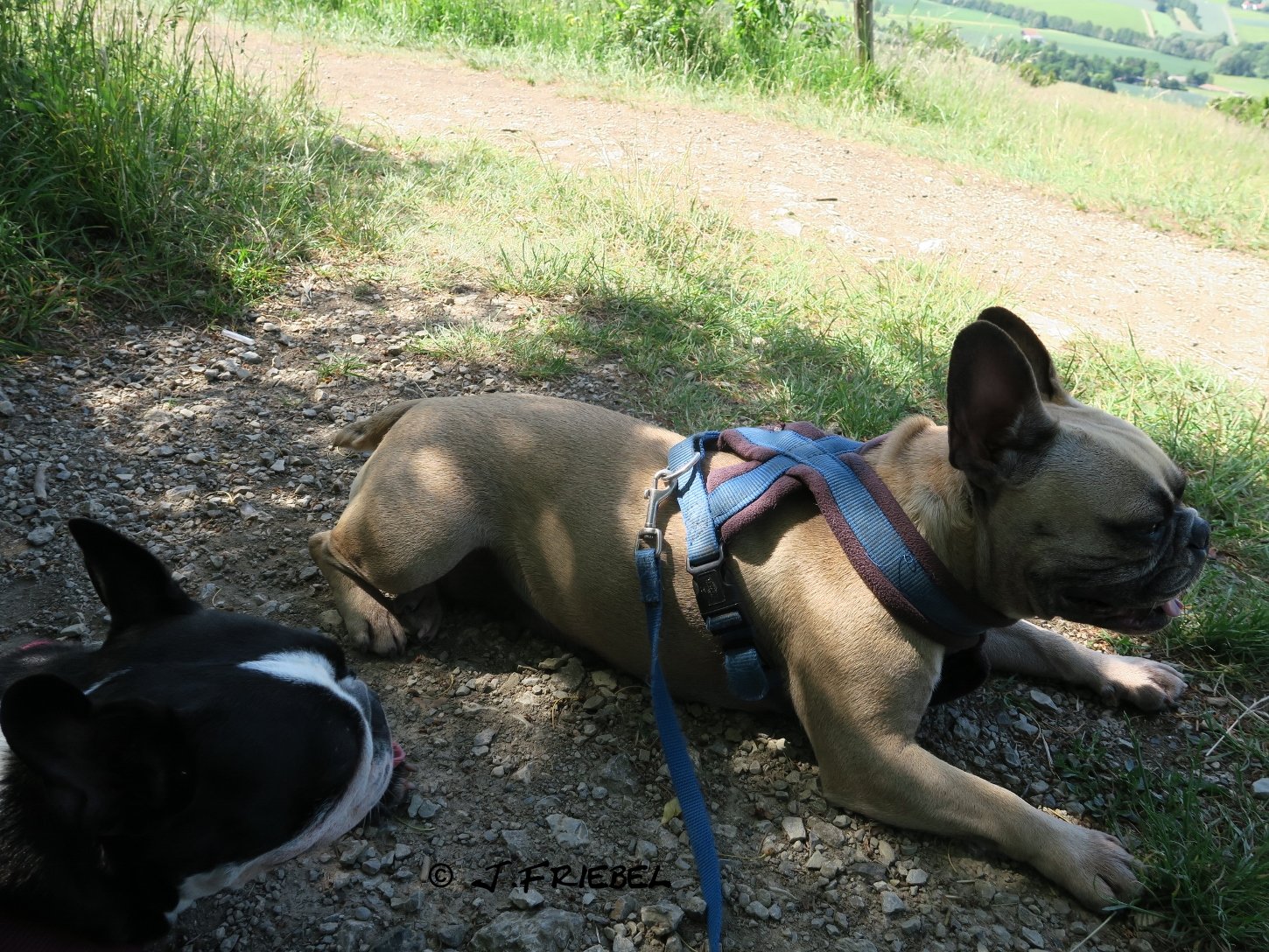 Der Steirische Aufsichtsjager Ausgabe 18 Sommer 2019 By Reinhard Wernbacher Issuu