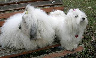 GIULIETTA des Jardins de Gossypium & Quincy Ráj Karpat