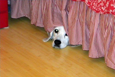 Adopt A Dog And It S Always Scared Adopt A Dog And It S Always Scared