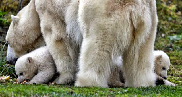 Pug Goes My Heart Juni 2012