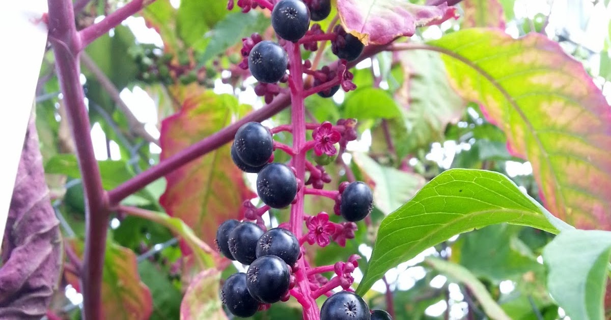 Ben�s Journal Name that Plant Red Stems with Clusters of