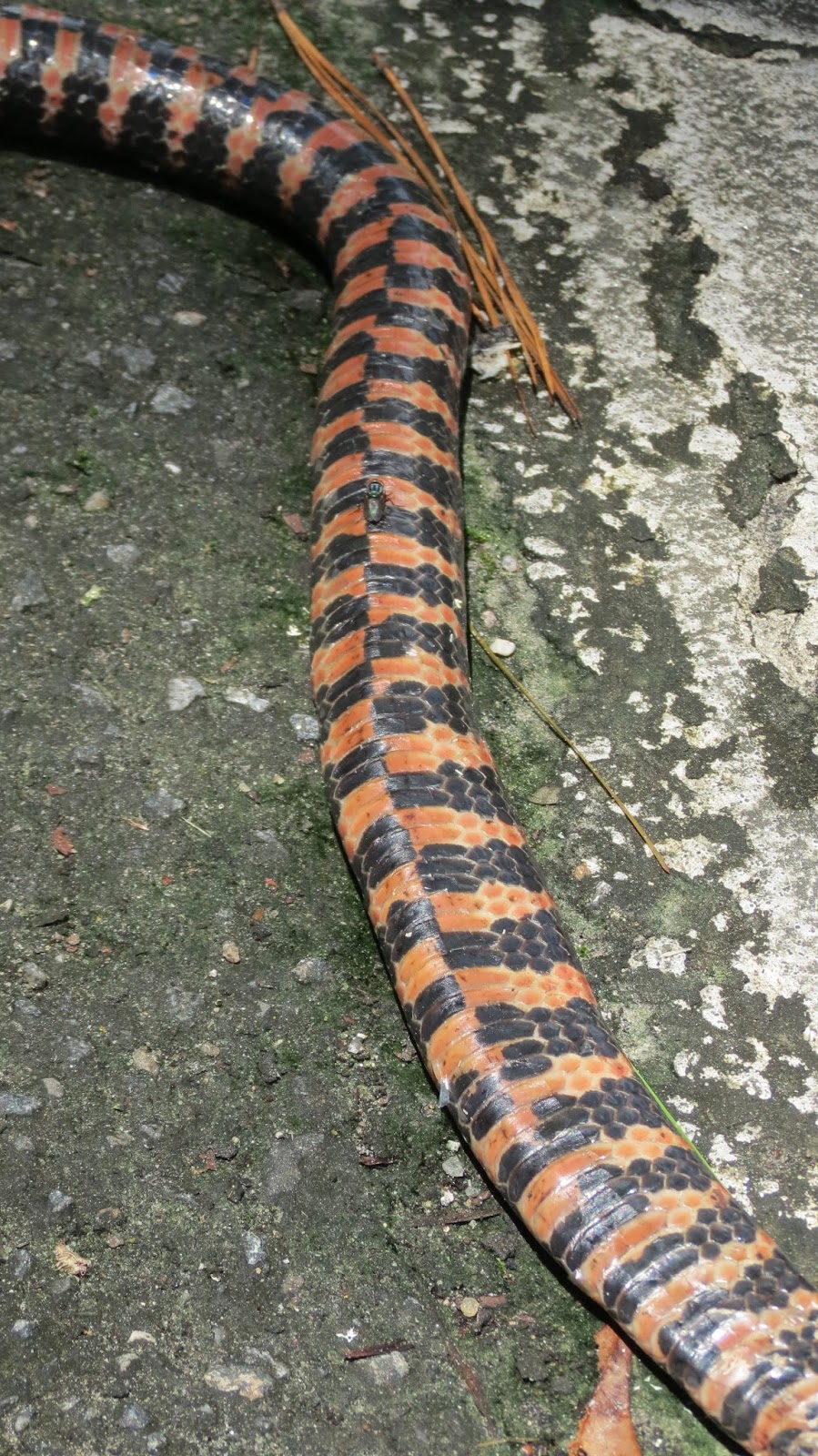 Our Nature HoopDeDo Over Mud Snakes