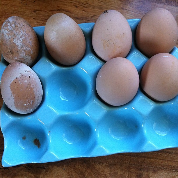 Haven Homestead Chicken Emergency Egg Binding and Calcium Deficiency