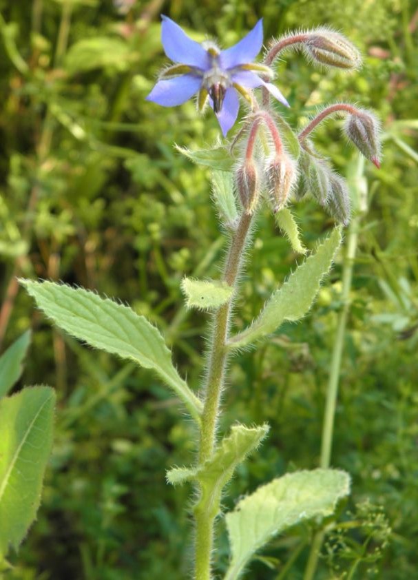Die Natur Weilmunsters Vii Bemerkenswerte Wildpflanzen Pflanzenprofile