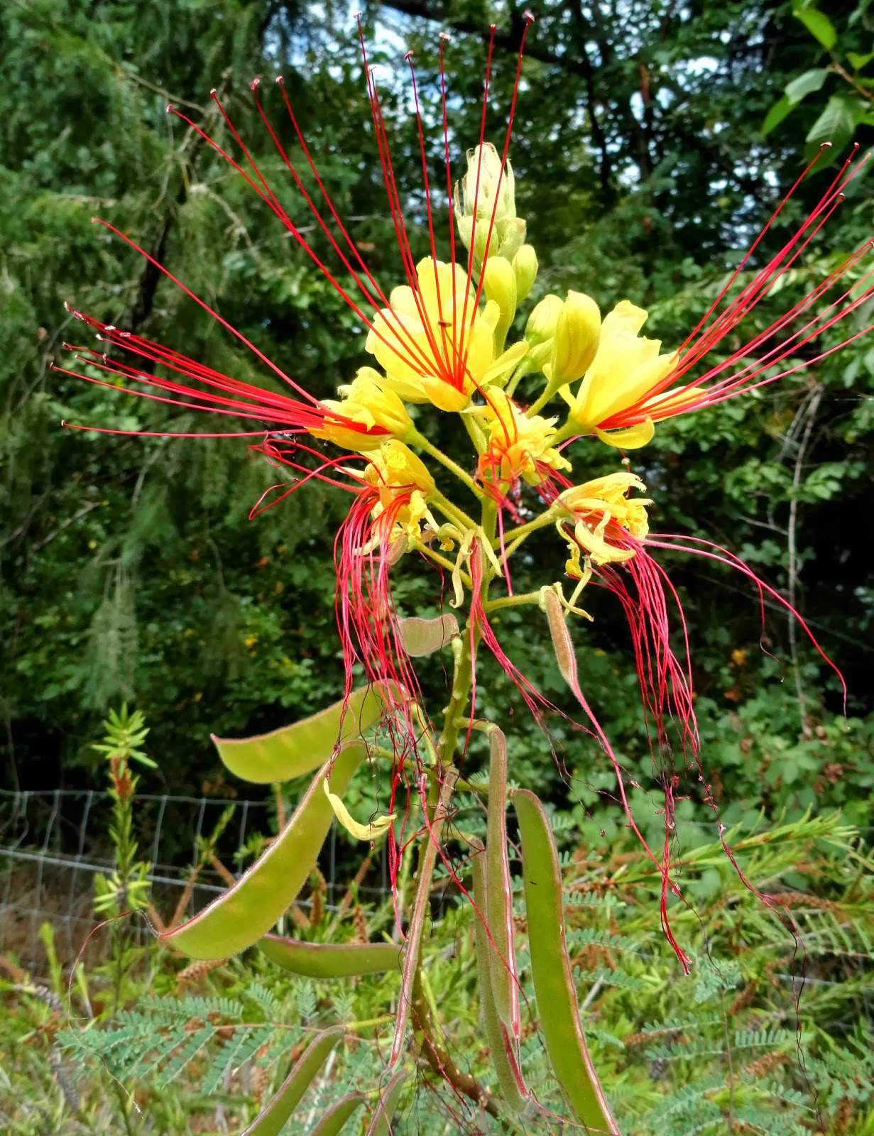 danger garden A visit to Sebright Gardens…