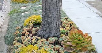 drought tolerant parking strip