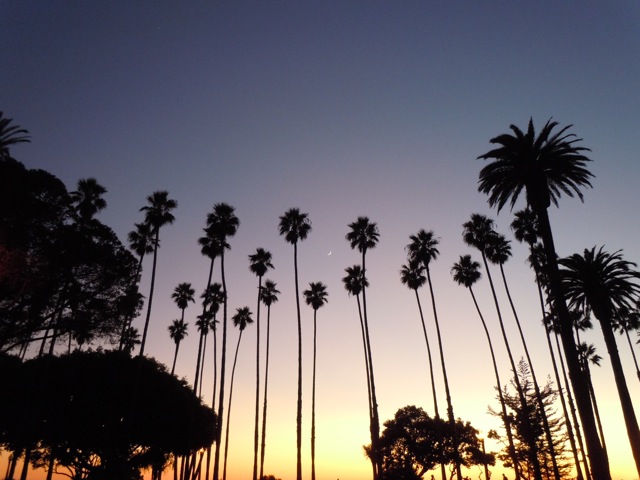 Santa Monica palms at sunset