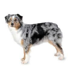 Do Australian Shepherds Make Good Hunting Dogs Do Australian Shepherds Make Good Hunting Dogs