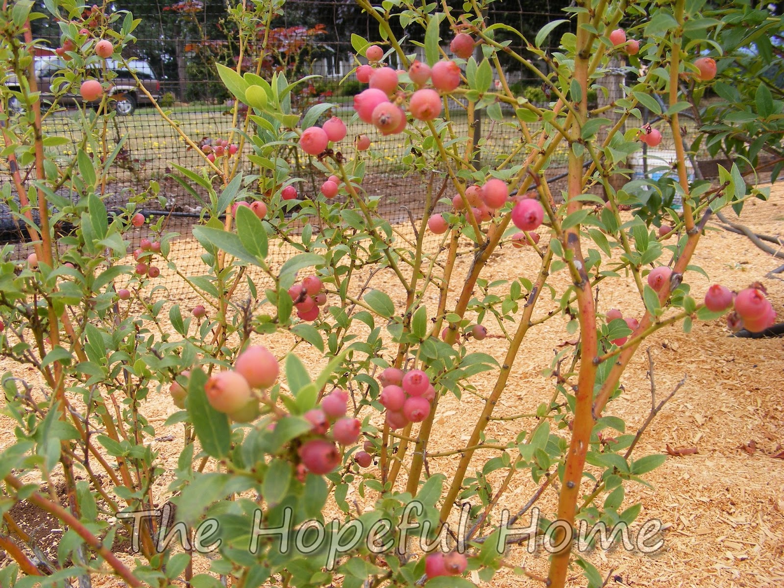"Pink Lemonade" Blueberries (Vaccinium) The Hopeful Home Spot