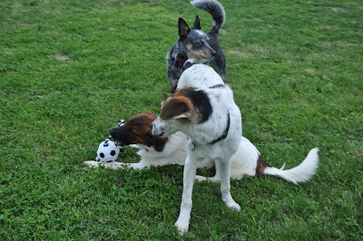 Target sniffs toy while Tulsa gives a sideways glare