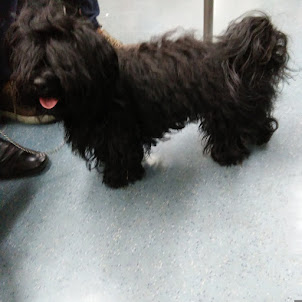 A Beautiful pet dog travelling in a train in Barcelona.