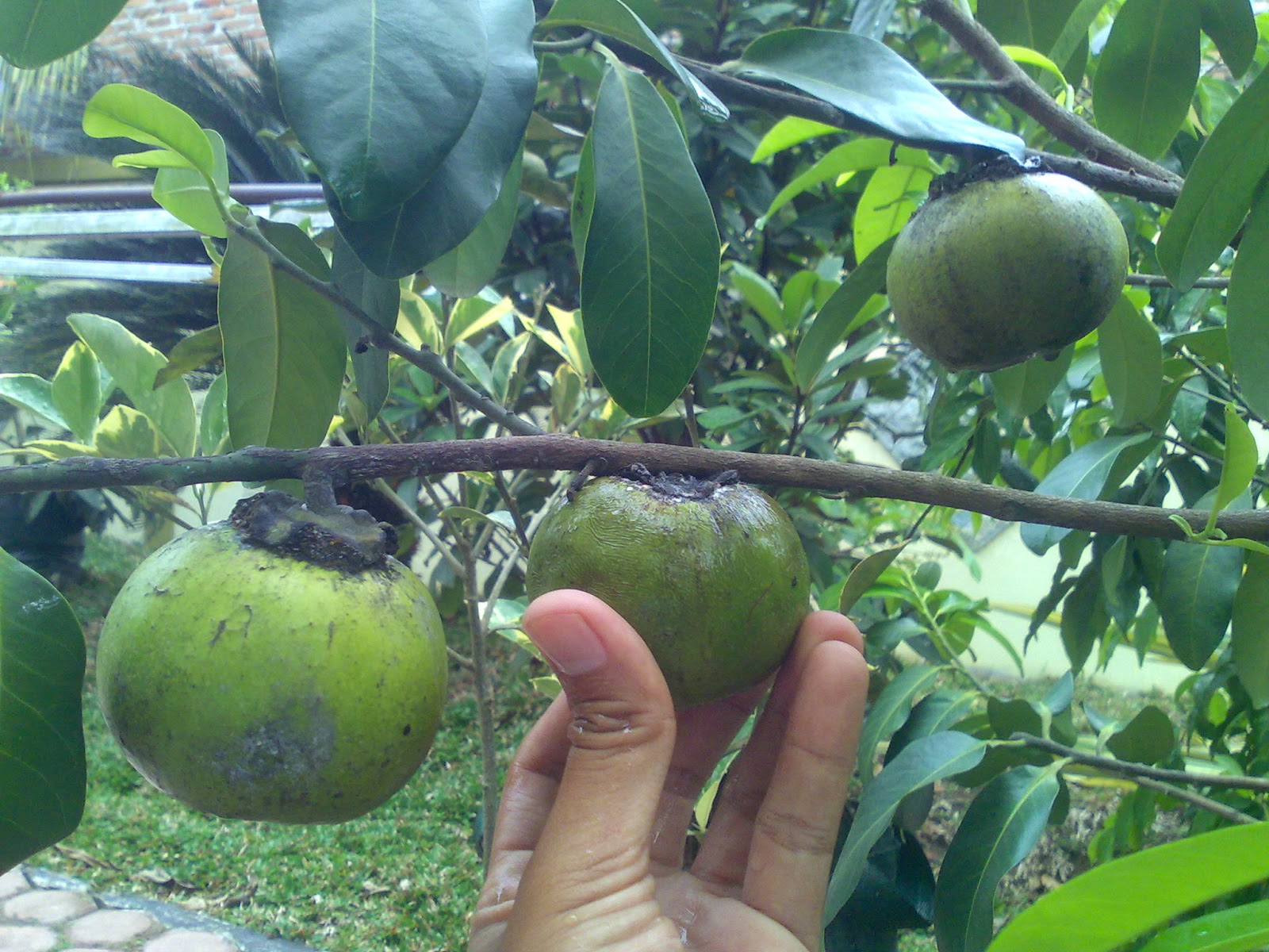 2 Buah Black Aceh bibit tanaman buah unggul tamora unggul nursery januari 2 Buah Black Aceh bibit tanaman buah unggul tamora unggul nursery januari