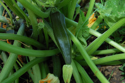 Square Foot Gardening in the City