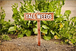 tall weeds
