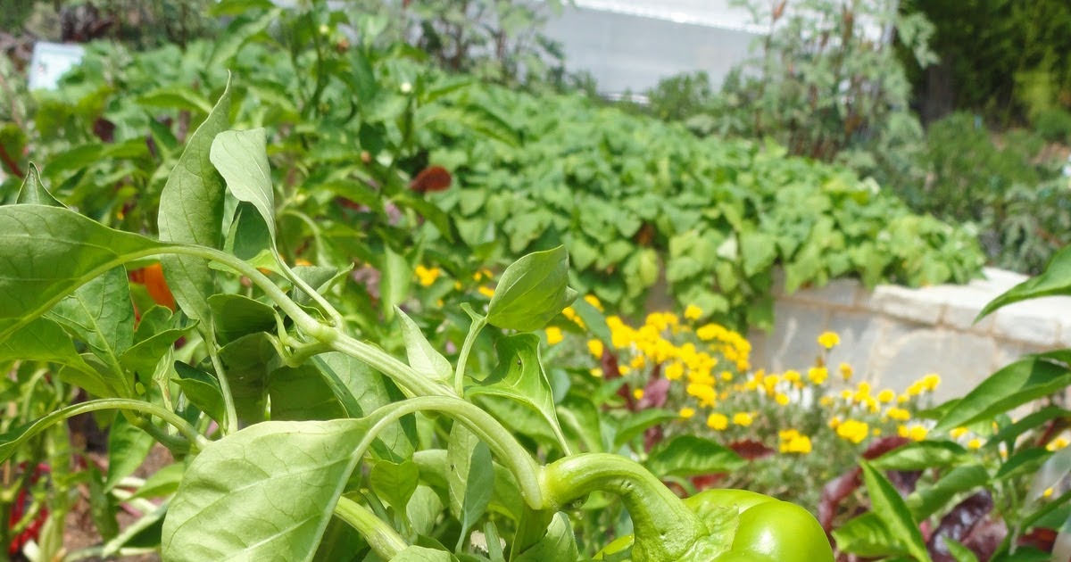 Plant to Plate Grilled Pepper Hummus