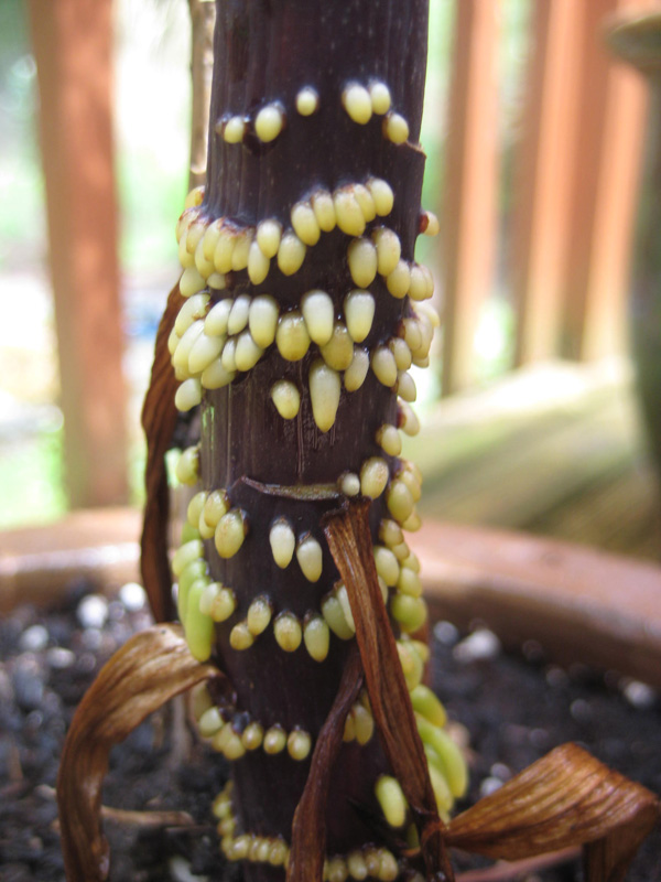 B&D Lilies Garden Blog Lily Bulbs not buried deep enough? What to look for...