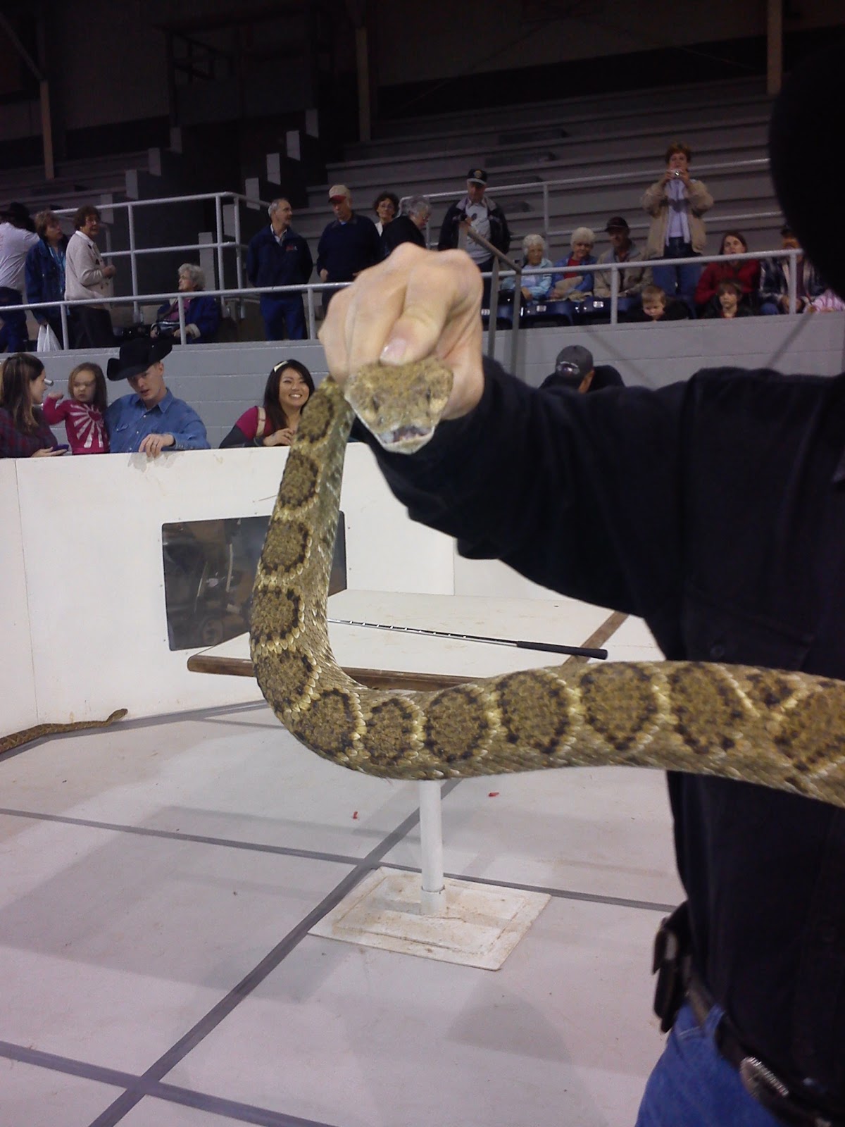 Renilcerym A trip to the rattlesnake roundup